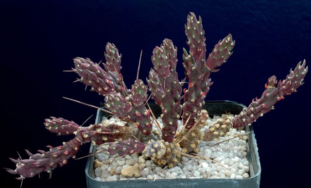 Maihueniopsis_nigrispina